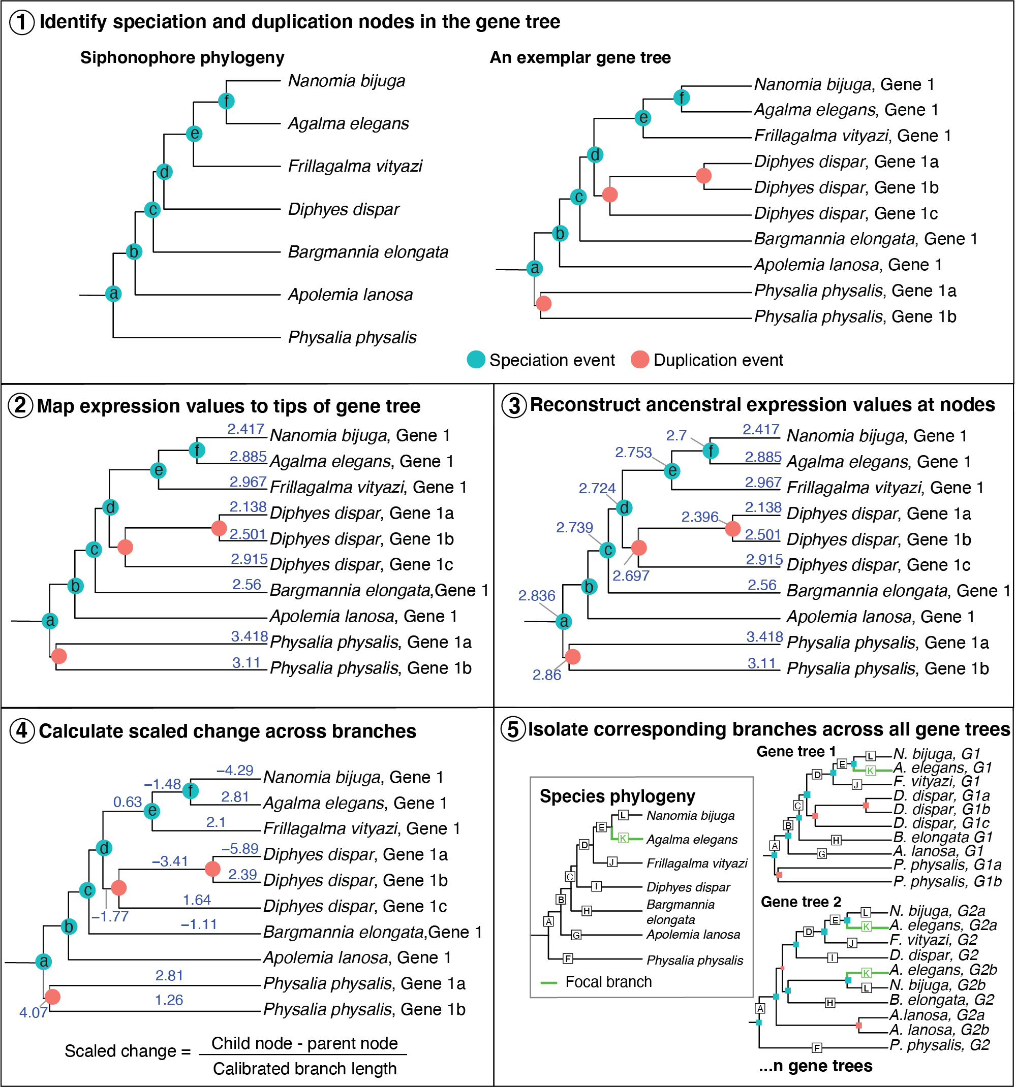 Species Branch Filtering Method